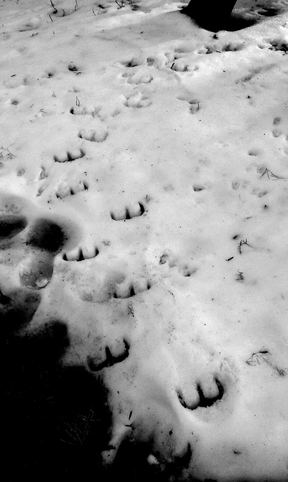 copy-of-devils-footprints