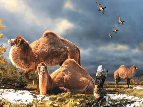 giant camel