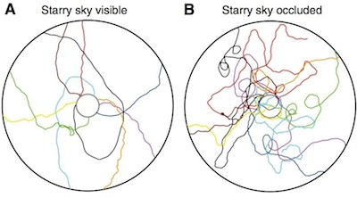 Paths taken by dung beetles able to see the starry sky (left) and with their view of the sky blocked (right). Image: Dacke et al./Current Biology