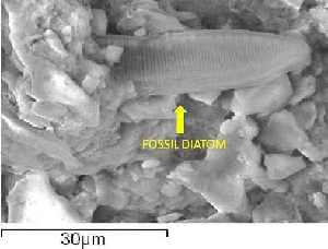 fossildiatomc2