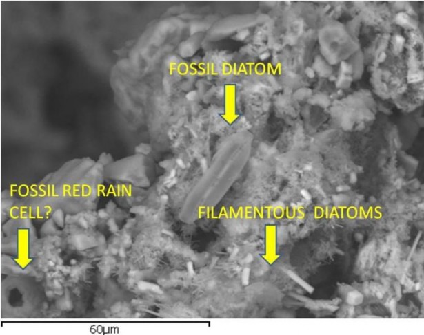 meteorite_diatom_fossil