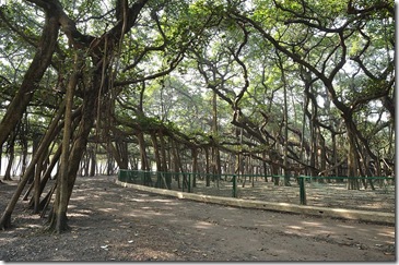 Banyan Tree-Amazing Random Facts About India