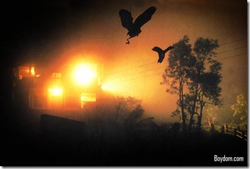 Jatinga-Assam-(Mass-Bird-Suicides)-Mind-Blowing, Shocking and Amazing Facts about India