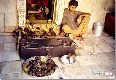 Karni Mata Temple (Rat Temple), Deshnok, Rajasthan-Amazing and Unusual Hindu Temples in India