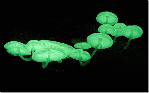 Bioluminescent-Mushrooms-Spectacular and Rare Natural Phenomenon