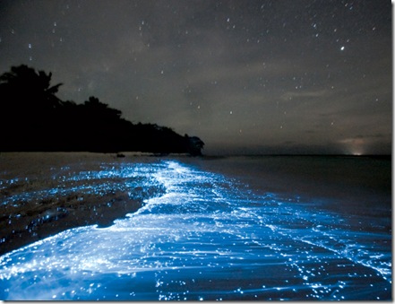 Glowing-Waves-Spectacular and Rare Natural Phenomenon