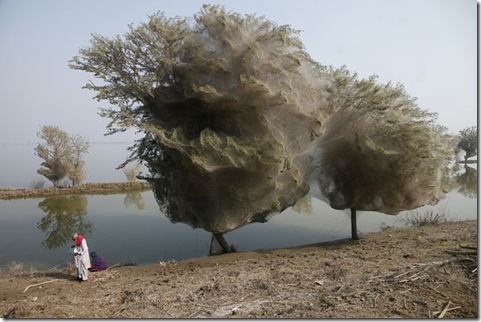 Tree-Spiders-Spectacular and Rare Natural Phenomenon