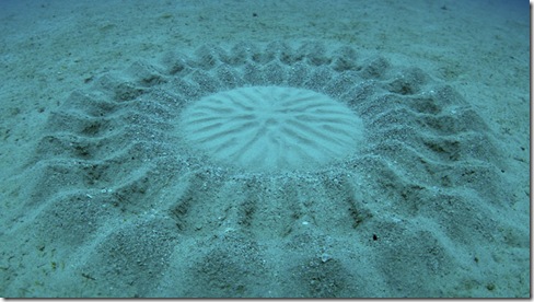 Underwater-Crop-Circles-Spectacular and Rare Natural Phenomenon