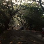 aarey.jpg