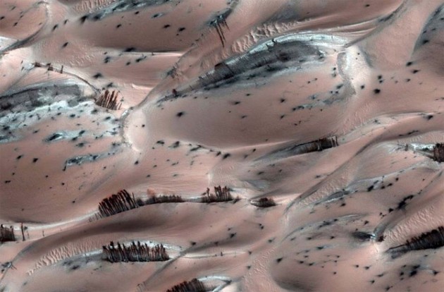 Trees on Mars