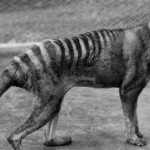 news-thylacine-2.jpg