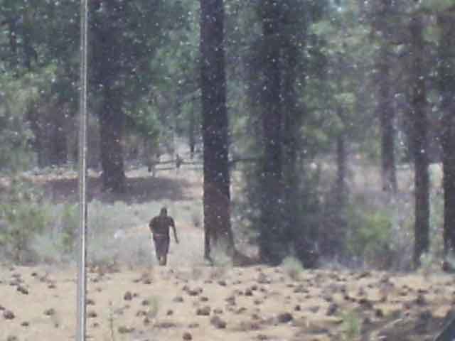 10 strange Bigfoot facts that are weird!