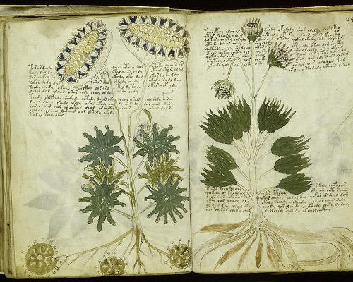 Is the Voynich manuscript a hoax?