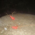 4B1B647D-496F-4102-81FA-915A36293B07-e1518042835851